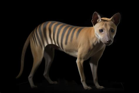 Century-old samples reveal the brain of the Tasmanian tiger - School of