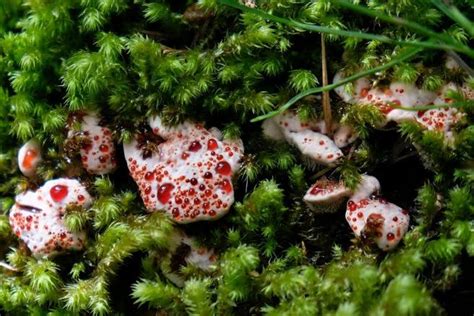 The Complete Guide to Bleeding Tooth Fungus