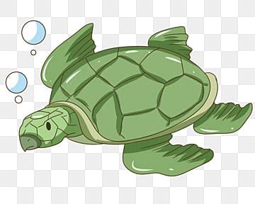 Green Turtle Hd Transparent, Green Turtle Cartoon Illustration, Turtle ...