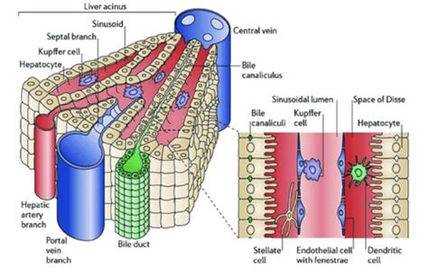 Histology of the Digestive Glands Flashcards | Quizlet