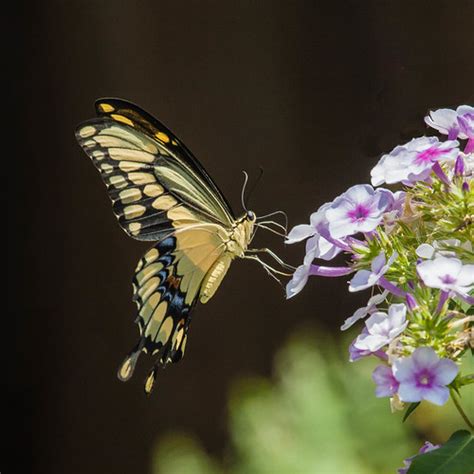 Giant Swallowtail Butterfly Fay Stout Flickr