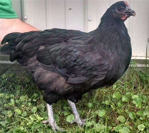 What Breed of Chicken Lays Green Eggs: Big Approved Guide - Chicken ...