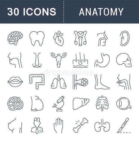 Anatomy Physiology Stock Illustrations – 41,542 Anatomy Physiology ...