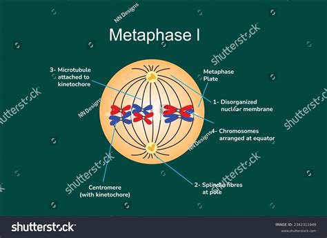 51 Metaphase 1 Images, Stock Photos & Vectors | Shutterstock