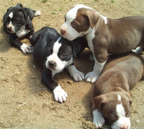 American Pit Bull Terrier Puppies | Puppies Dog Breed Information Image ...