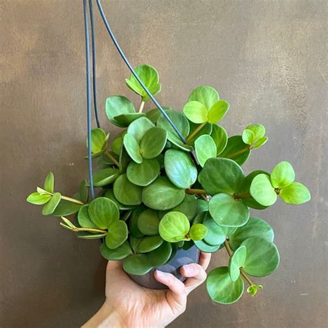 Peperomia ‘hope 14cm Hangpot Grow Urban Edinburgh