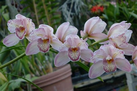 Hoa Phong Lan Vi T Vietnam Orchirds About Cymbidium Orchids Only Hoa