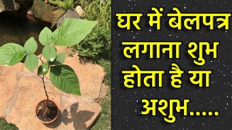 घर में बेलपत्र लगाना शुभ होता है या अशुभ Know Planting Belpatra Tree