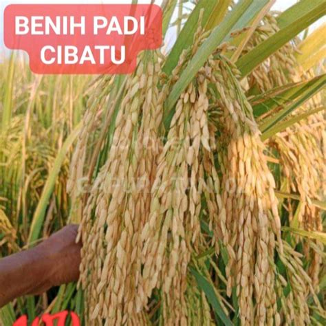 Jual Benih Padi Unggul CIBATU 5kg Shopee Indonesia