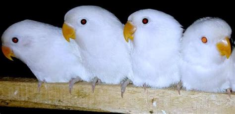 Albino Red Eyes Lovebird Price In Pakistan 2024 Taj Birds