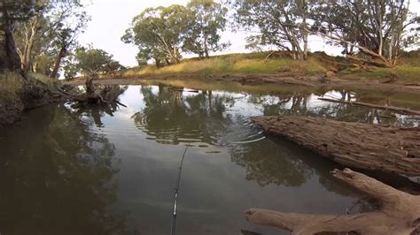 Murray Cod Fishing Namoi River Australia Youtube