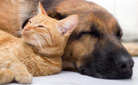 23 Dogs and Cats Sleeping Together Are so Cute You'll Melt