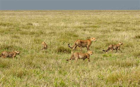 Tanzania People & Wildlife