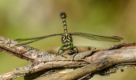 dragonfly small pincertail  photo  pixabay pixabay