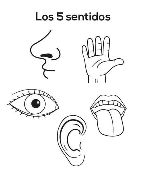 Dibujos De Los 5 Sentidos 1 Para Colorear Para Colorear Pintar E