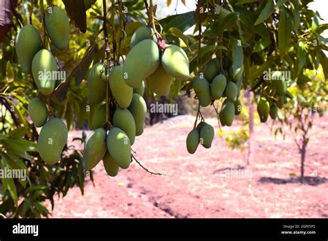 Fresh Green Organic Bunch Of Mangoes Hanging On A Mango Tree View Of