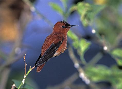 Juan Fernandez Firecrown (Sephanoides fernandensis)