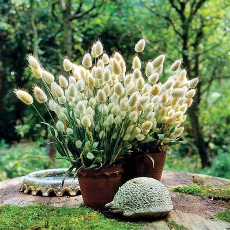 Bunny Tails Ornamental Grass Seeds Park Seed