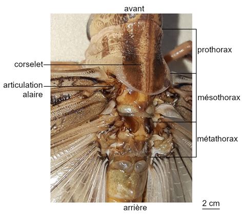 Le Vol Des Insectes Des Ailes Assurant La Transmission De Forces