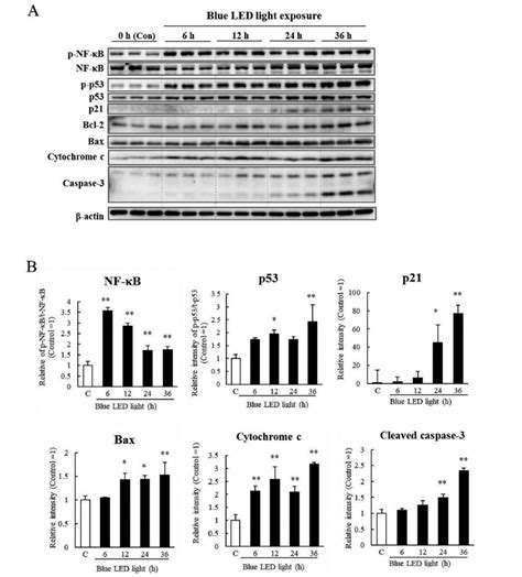 Blue Light Induced Changes In Cell Cycle Arrest And Mitochondrial