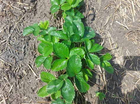 Jakie Zabiegi Pozbiorcze Wykona Na Plantacjach Truskawek