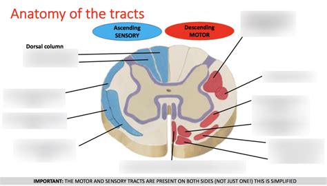 Spinal tracts anatomy Diagram | Quizlet