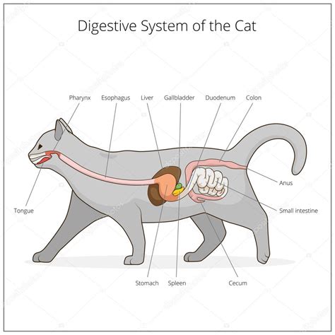 Sistema Digestivo Da Ilustração Do Vetor Do Gato Imagem Vetorial De