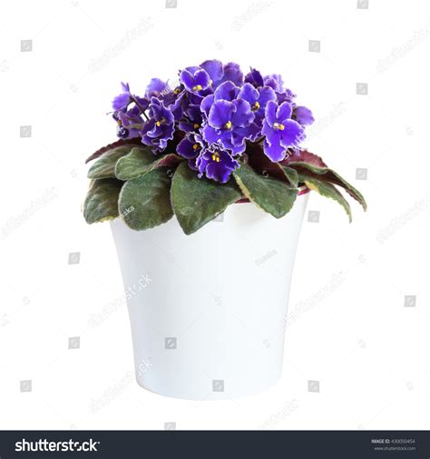 1,404 Planting Single Perennials Pots Images, Stock Photos & Vectors