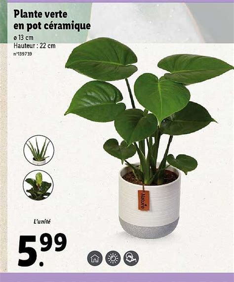 Promo Plante Verte En Pot C Ramique Chez Lidl Icatalogue Fr