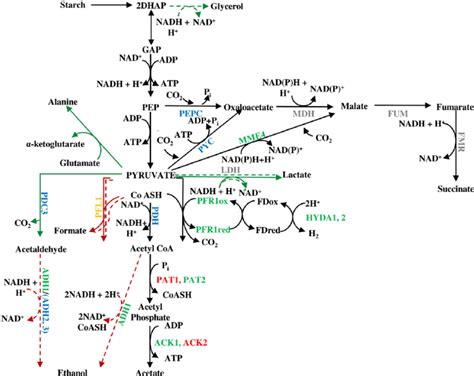 Anaerobic Metabolic Pathways In Chlamydomonas Download Scientific