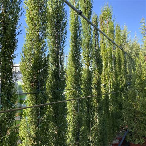 Cupressus Sempervirens Cipr S N Viveros Pe A