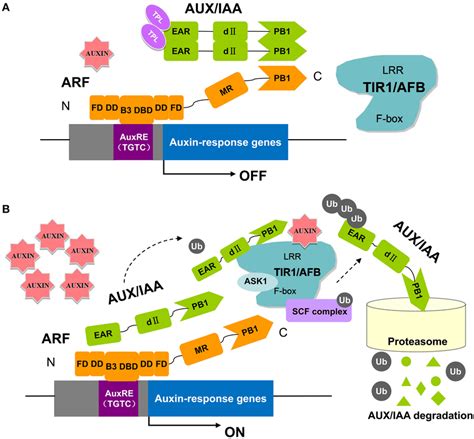 The Key Components In Auxin Perception And Signaling In Arabidopsis