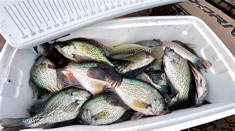 How To Catch Clean Cook And Properly Freeze Crappie Bluegabe