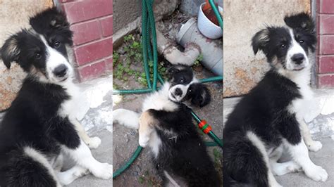 Cómo crece un Border Collie en un año YouTube