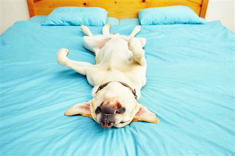 how to help dogs sleep