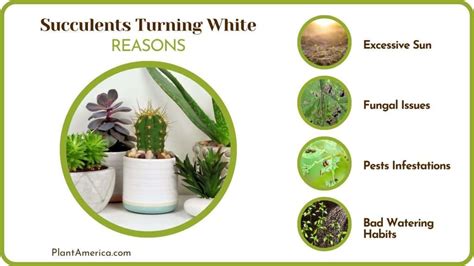 Succulents Turning White Main Causes And Treatments Plant America