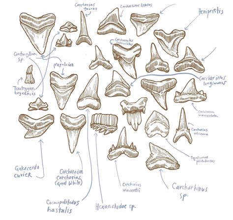 Shark Tooth Identification Chart