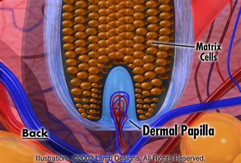 Dermal Papilla Detail, Rejuvenu International, Ltd.