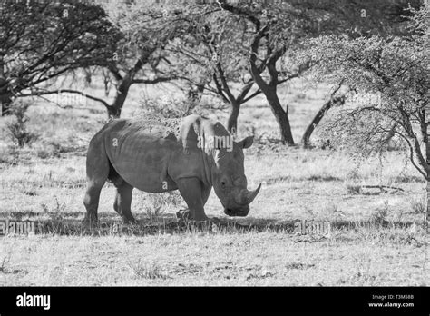 An Adult White Rhino In Southern African Savanna Stock Photo Alamy