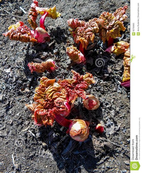 Las Hojas Rojas Del Ruibarbo Brotan En La Tierra Imagen De Archivo