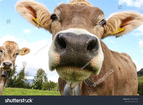 5,861 Brown swiss cows Images, Stock Photos & Vectors | Shutterstock