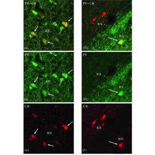 Colocalization Of Pv And Cb In Cells Of The Core Nucleus Nce A C And