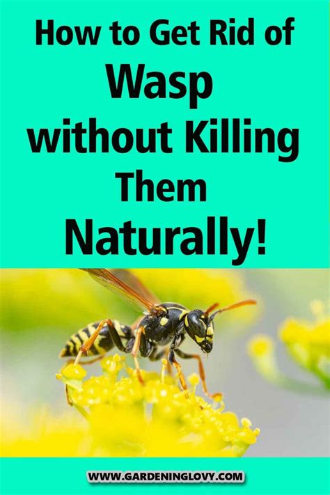 How To Get Rid Of Wasp Without Killing Them Naturally In 2024 Get