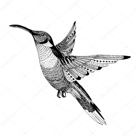 Vector Hand Drawn Colibri Stock Illustration By Darina