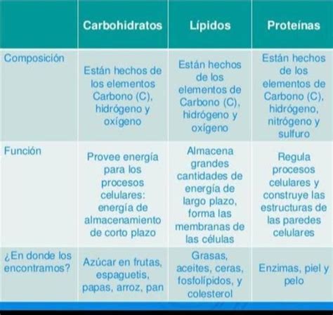 Cuadros Comparativos De Carbohidratos Lipidos Proteinas Y Acidos