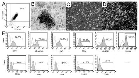 Characterization Of Expanded Epcs Derived From Cord Blood Cd