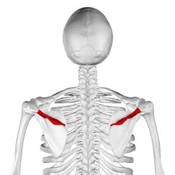 Spine of scapula - Wikipedia