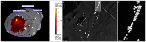 Ex Vivo Microsphere Injection EVMI A Macroscopic Fluorescence