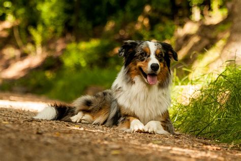 Australian shepherd x Border collie by Bahroona on DeviantArt