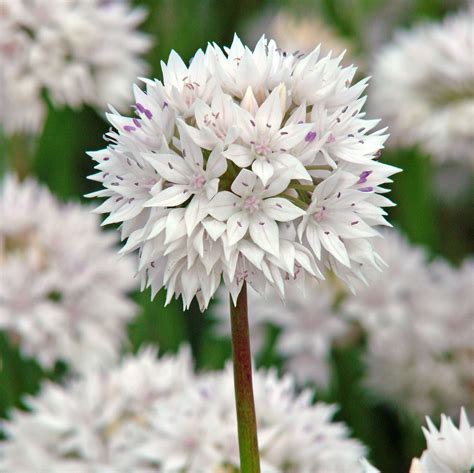 Allium Amplectens Graceful – Easy To Grow Bulbs